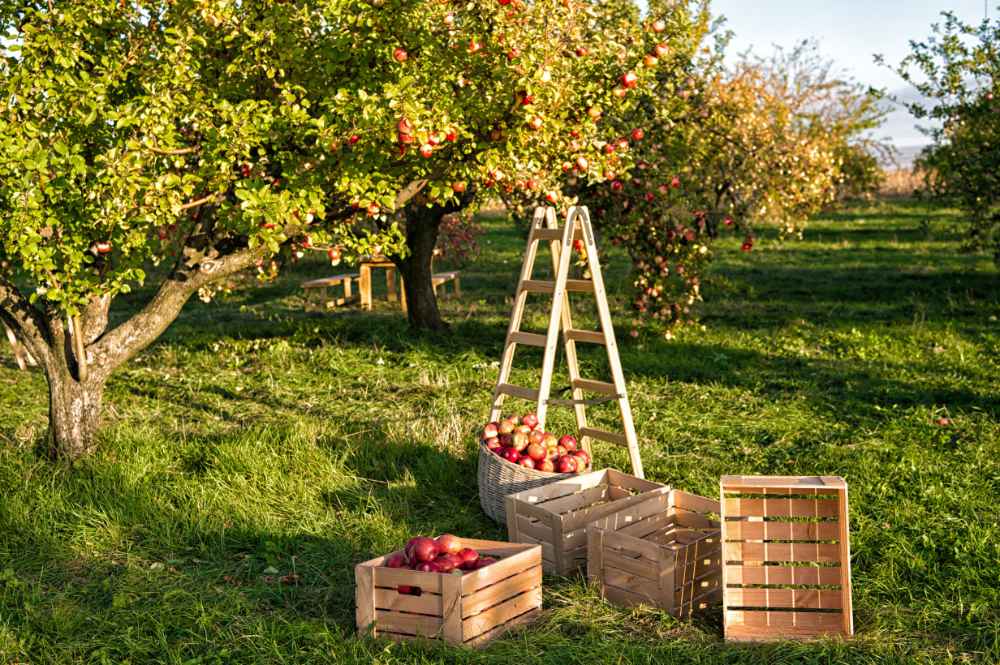 Ernteglück und Gartenfreude: Die Vielfalt der Obstbäume