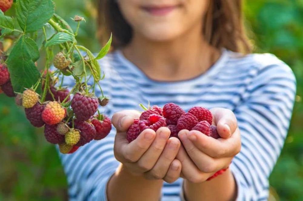 Fruchtige Vielfalt: Beeren und Obststräucher für jeden Garten