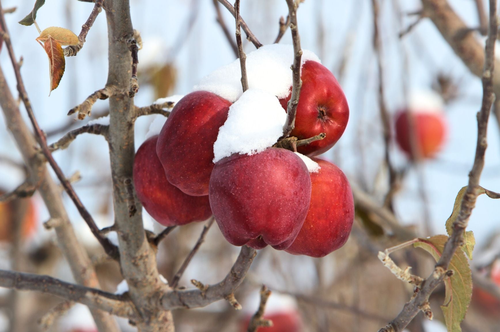 Rote Äpfel an einem Obstbaum im Winter, mit einer dünnen Schneeschicht bedeckt. Die kahlen Äste des Baumes heben sich vor einem frostigen, klaren Hintergrund ab und symbolisieren die Widerstandsfähigkeit von Obstbäumen in kalten Jahreszeiten.