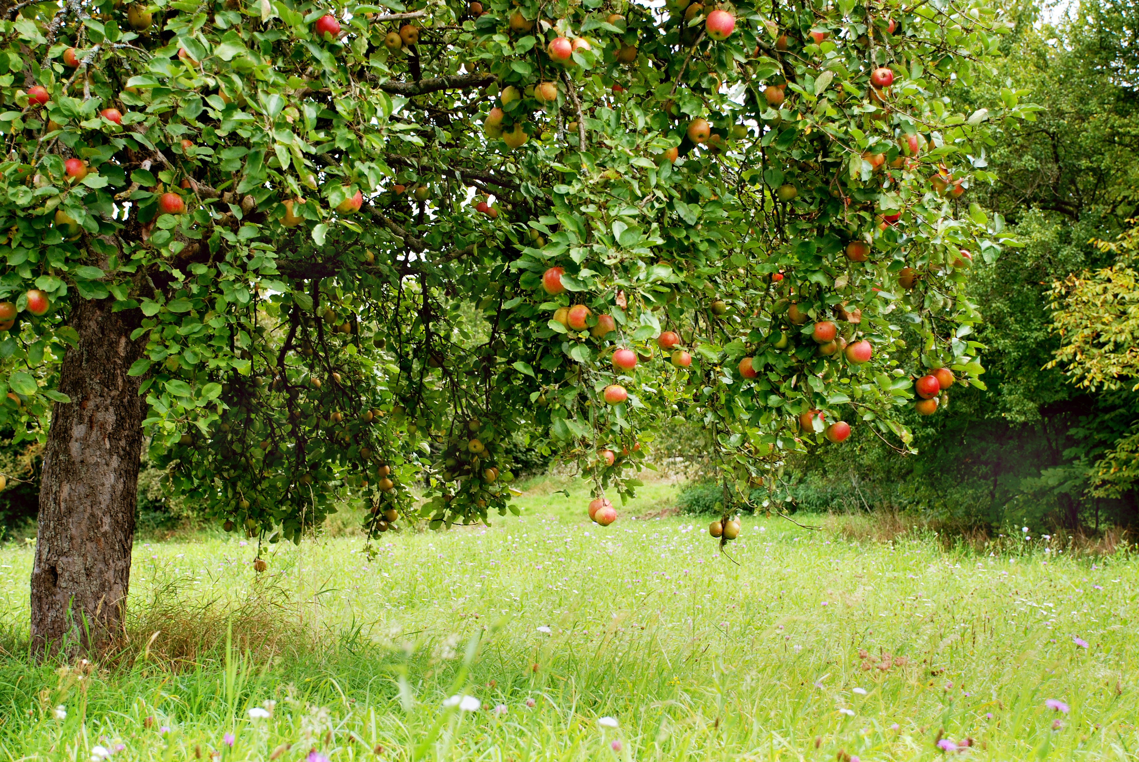 Ein reifer Apfelbaum mit roten und grünen Äpfeln auf einer blühenden Streuobstwiese. Die grüne Wiese und das dichte Laub des Baumes vermitteln eine idyllische, natürliche Atmosphäre.