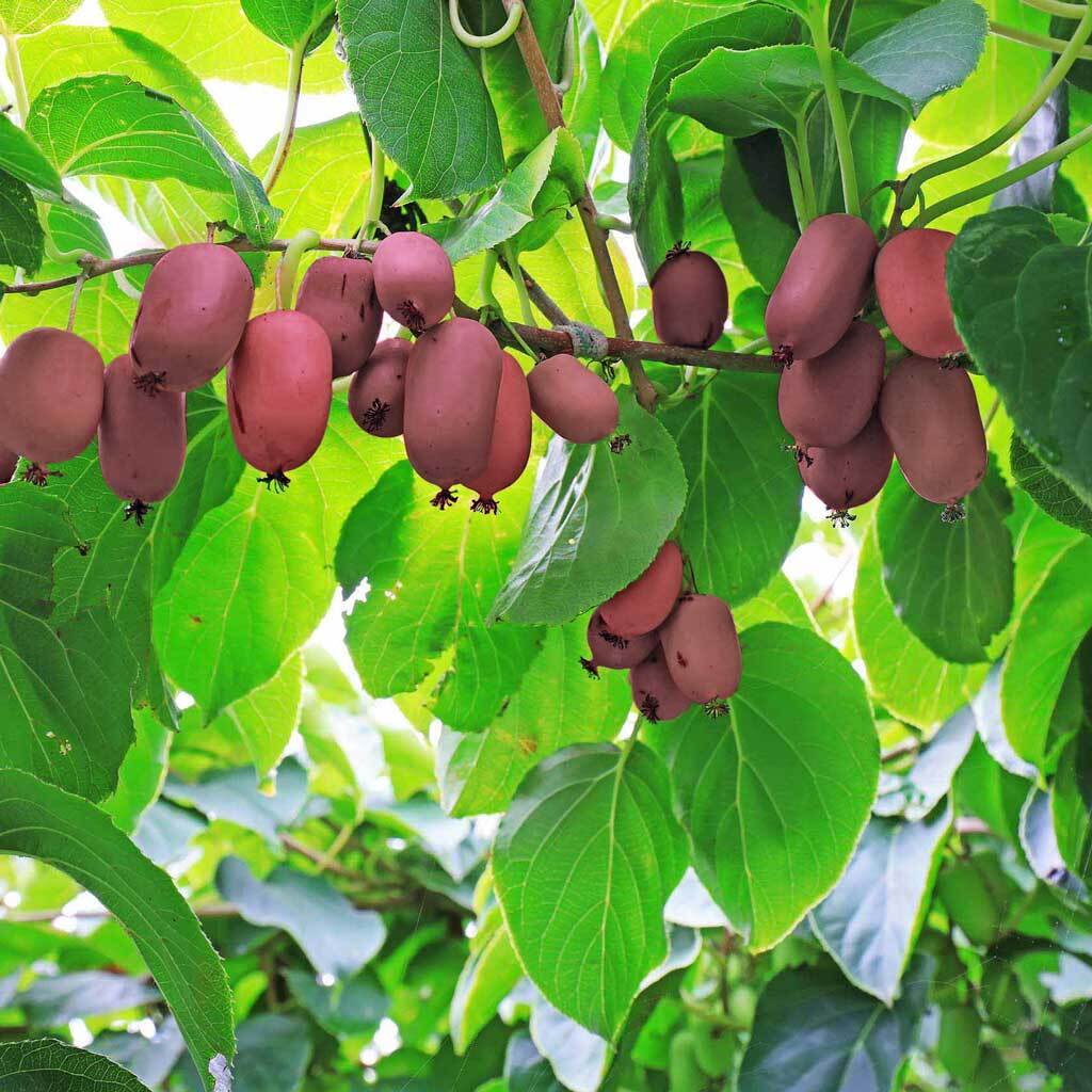 Bio Kiwibeerenpflanze - Red Jumbo - ackerbaum