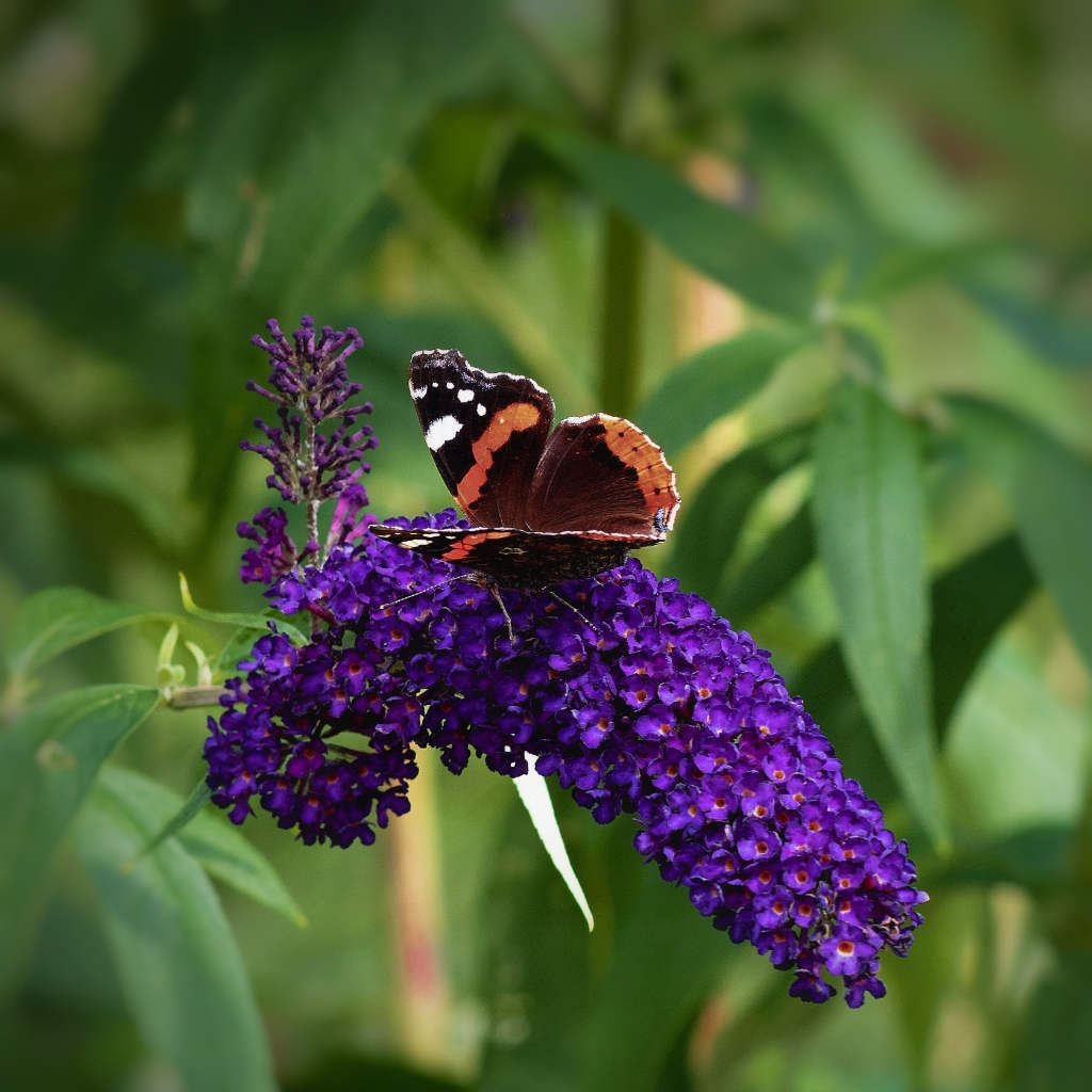 Schmetterlingsflieder - Black Knight - ackerbaum