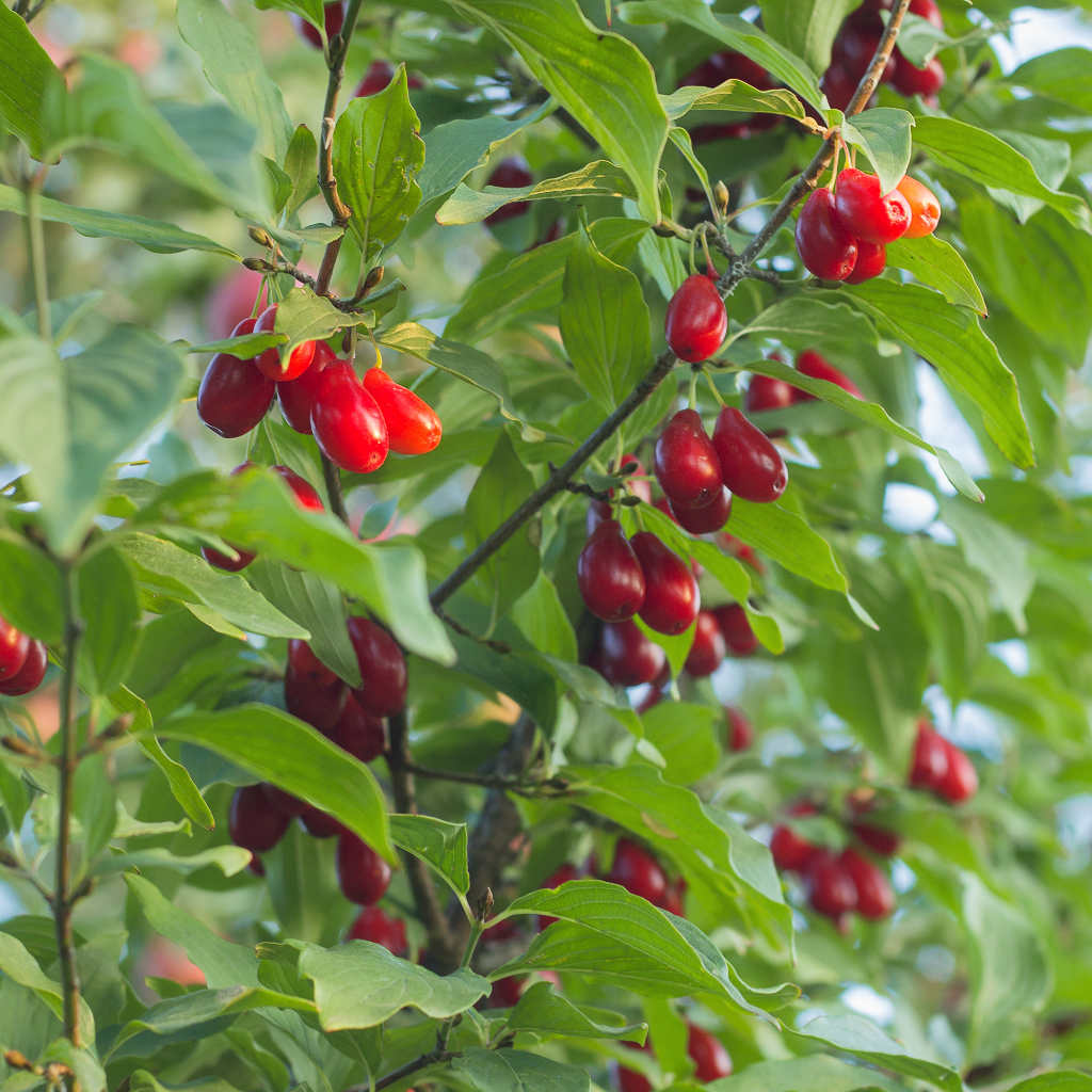 Bio Kornelkirsche - Dublany - ackerbaum