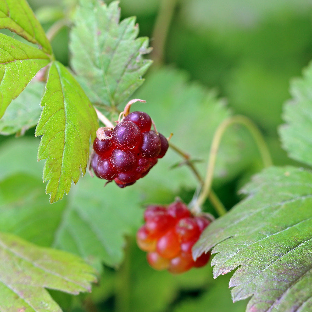 Arktische Brombeere - Marika - ackerbaum