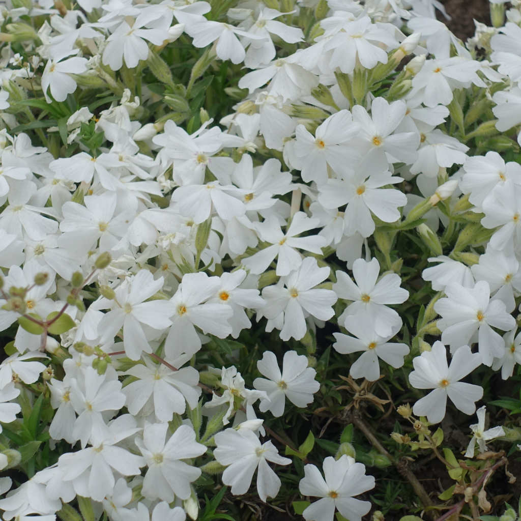 Teppich-Phlox - Maischnee - ackerbaum