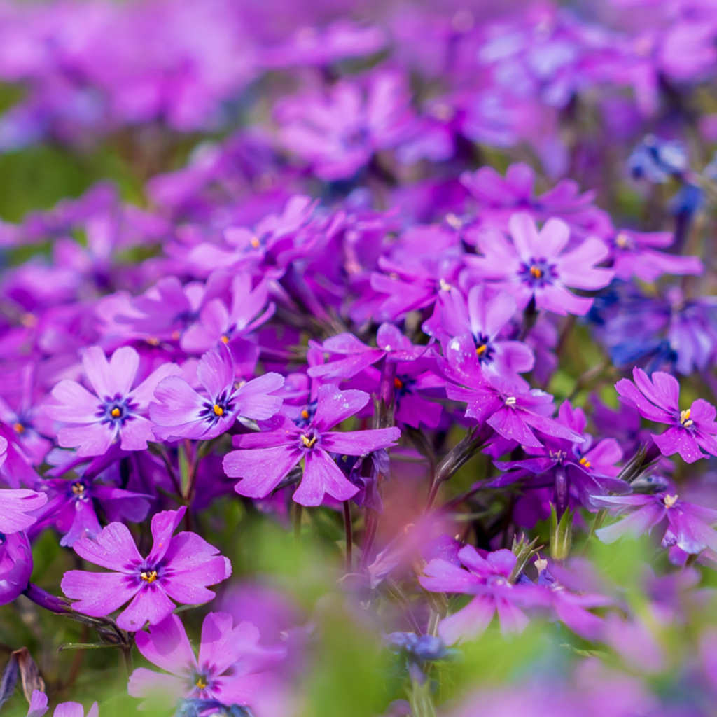 Teppich-Phlox - Purple Beauty - ackerbaum