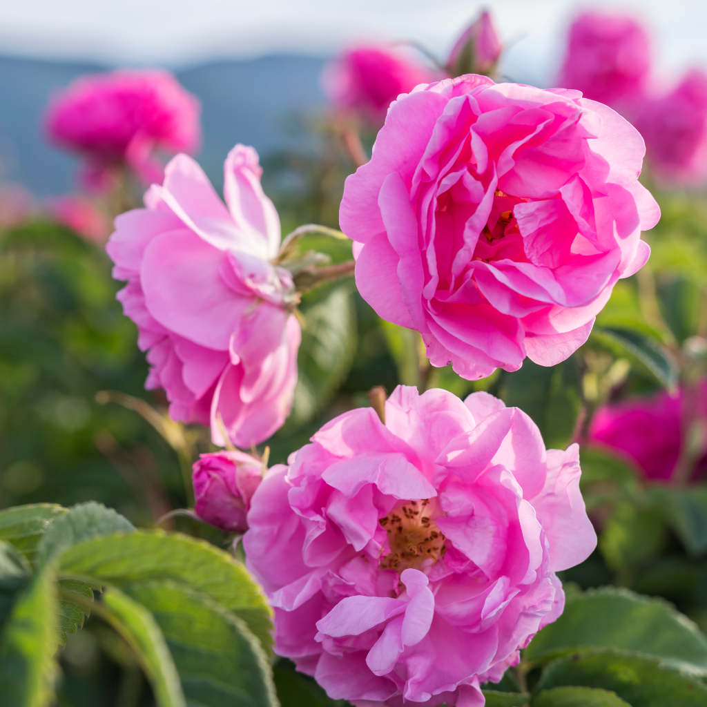 Bodendecker Rose - Noatraum - ackerbaum