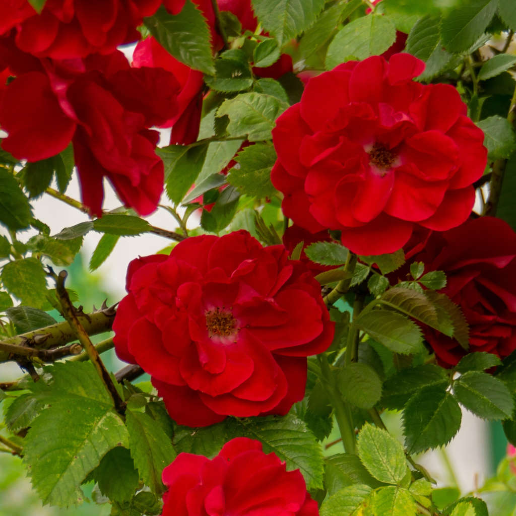 Bodendecker Rose - The Fairy Rot - ackerbaum