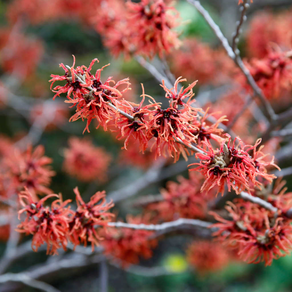 Zaubernuss - Ruby Glow - ackerbaum