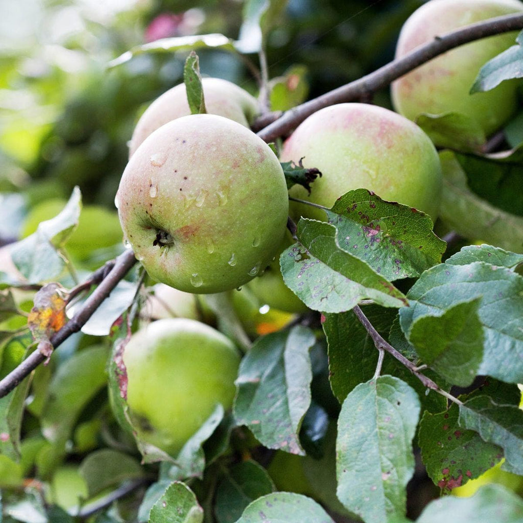 Wildapfel - Bittenfelder - ackerbaum