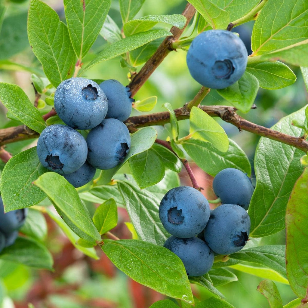 Bio Heidelbeere - Early Blue - ackerbaum