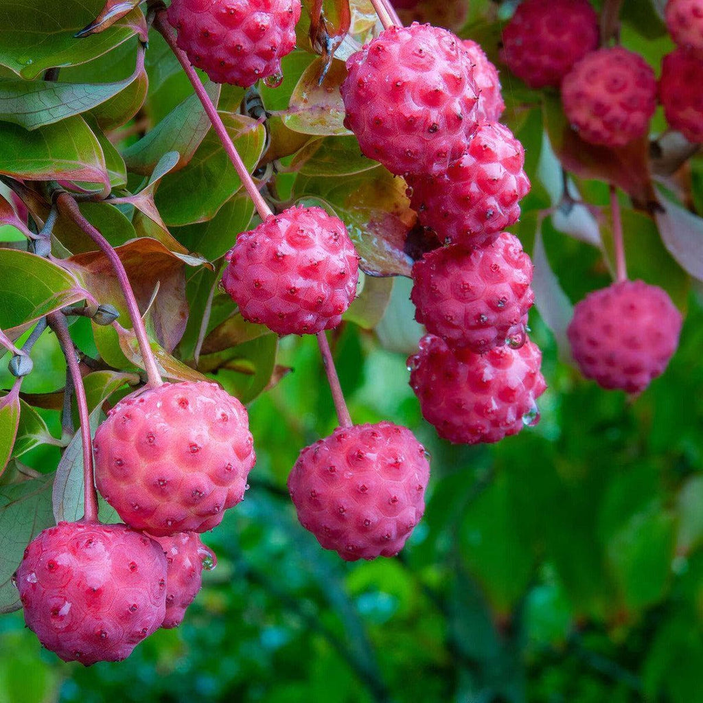 Blumenhartriegel - Weisse Fontaine - ackerbaum