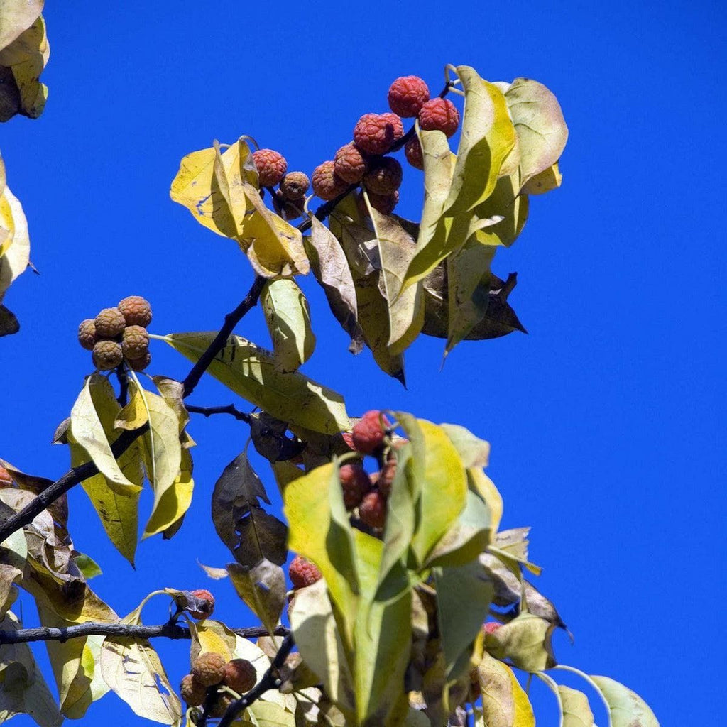 Che Frucht - Seedless - ackerbaum