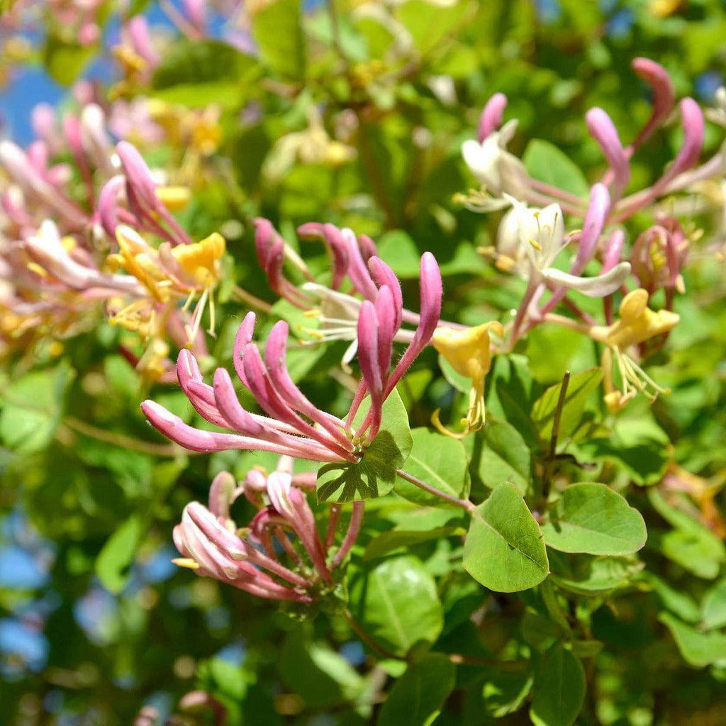 Echtes Geißblatt - ackerbaum