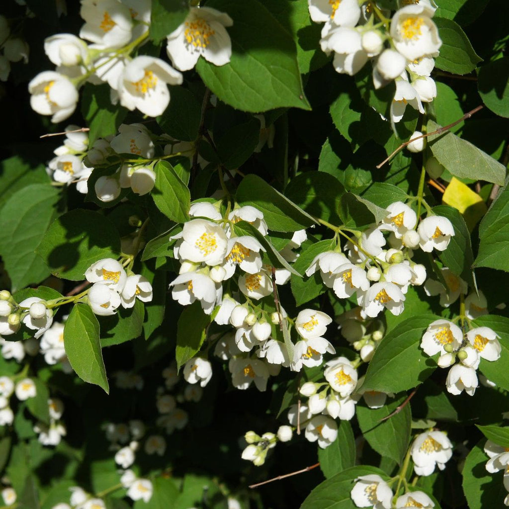 Europäischer Pfeifenstrauch - Lemoinei - ackerbaum