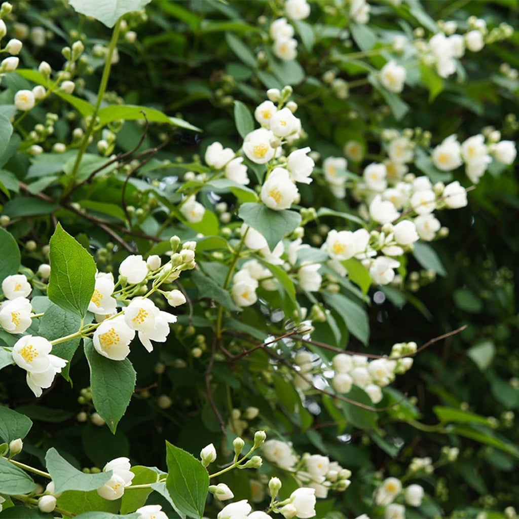 Europäischer Pfeifenstrauch - ackerbaum