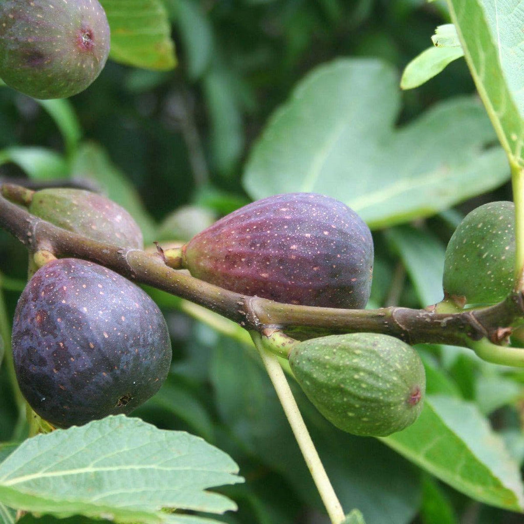 Bio Feigenbaum - Brunswick - ackerbaum