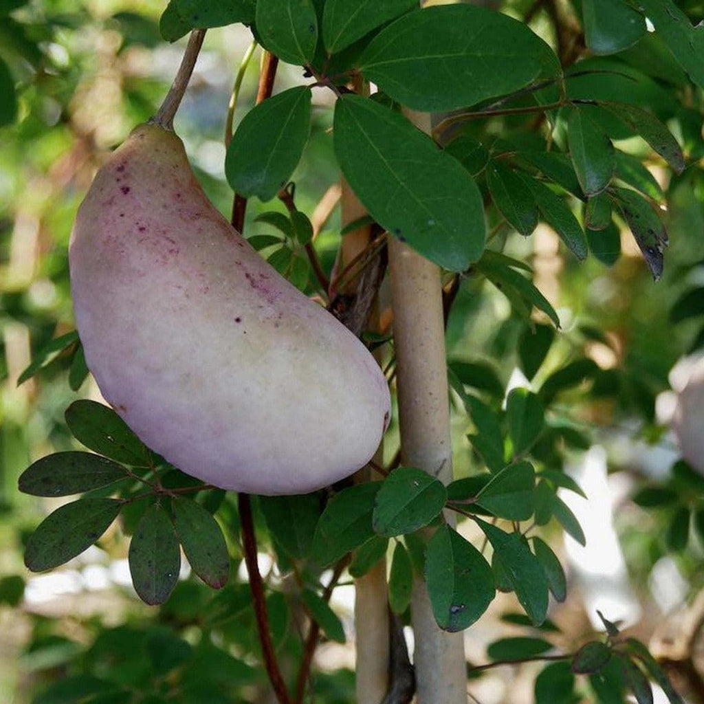 Fingerblättrige Akebie - Alba - ackerbaum