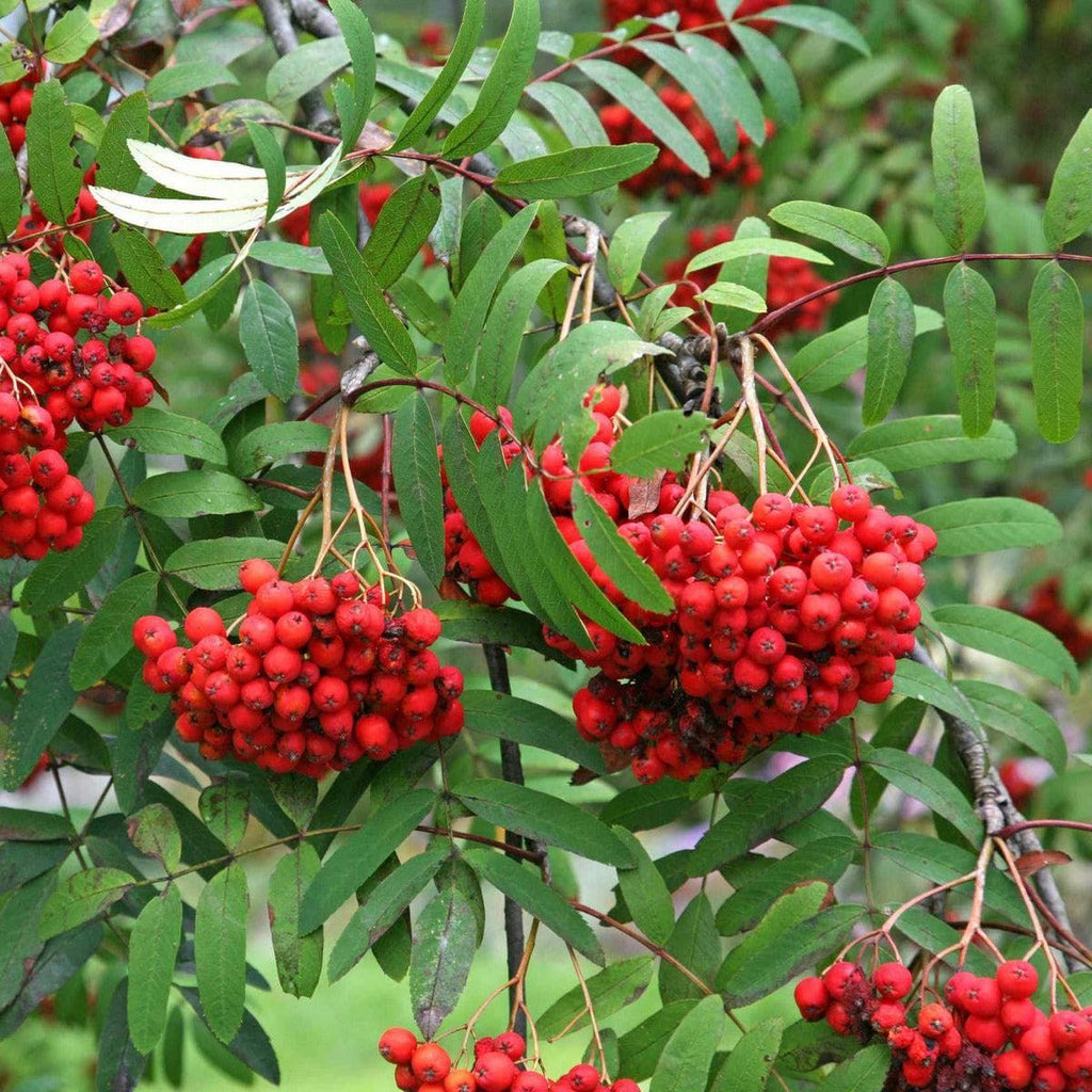 Fruchteberesche - Edulis - ackerbaum