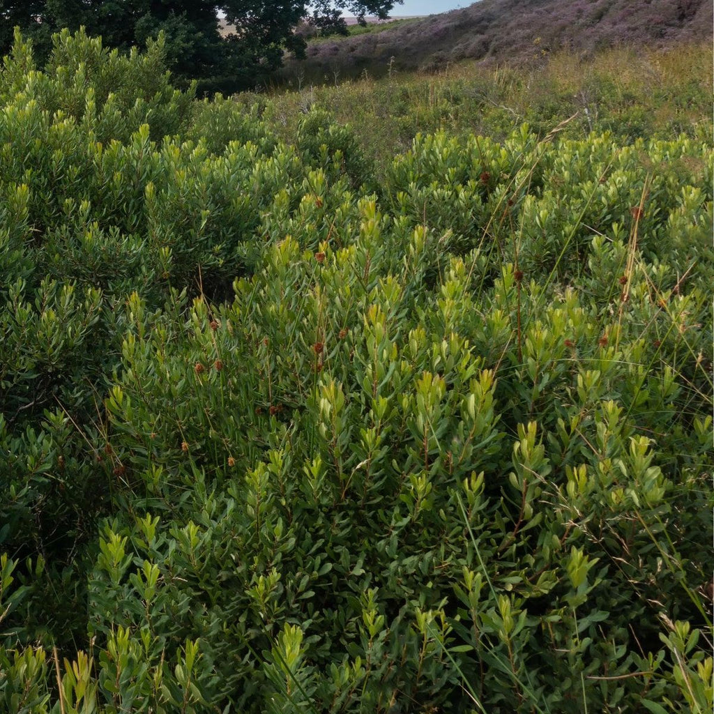 Gagelstrauch - ackerbaum