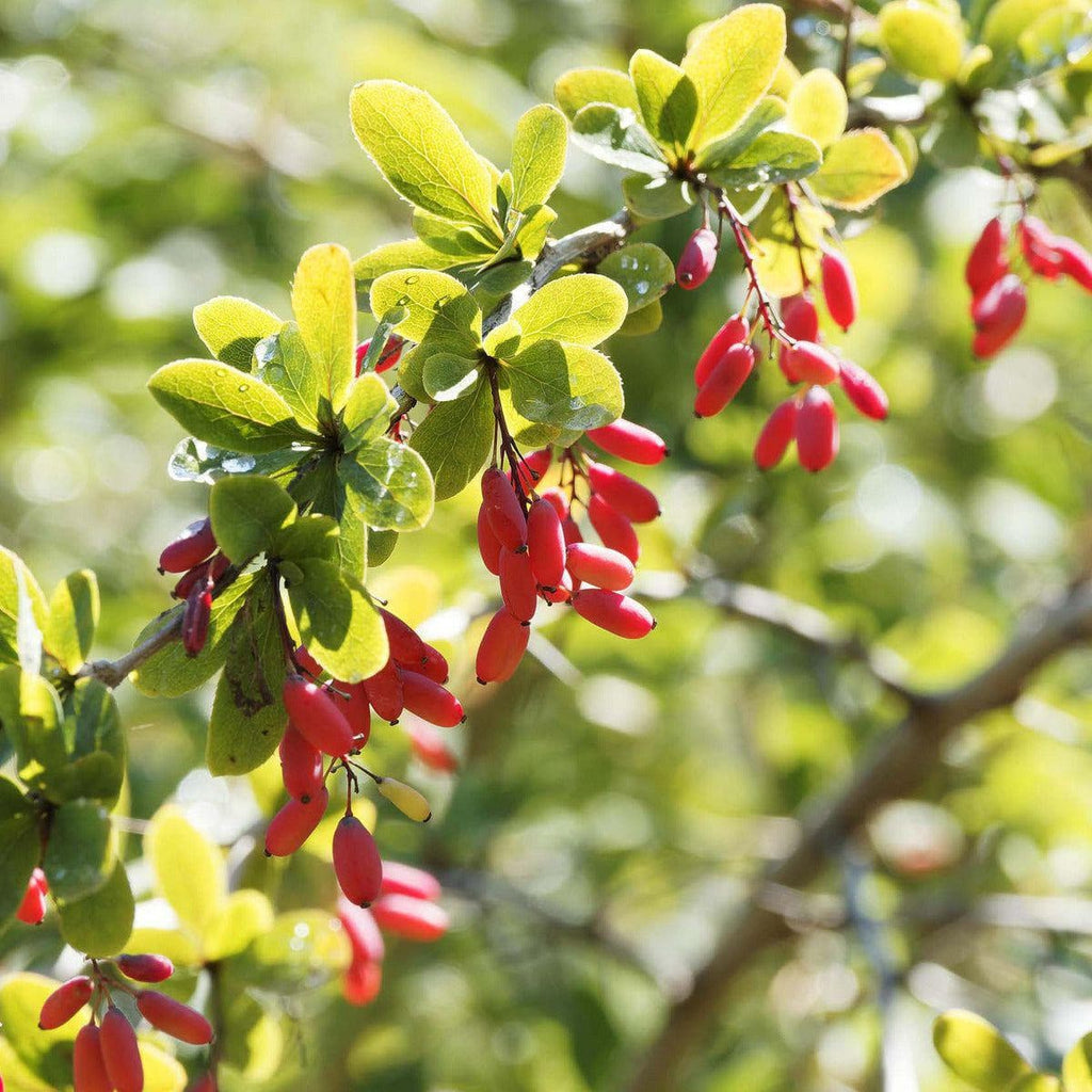 Gewöhnliche Berberitze - ackerbaum