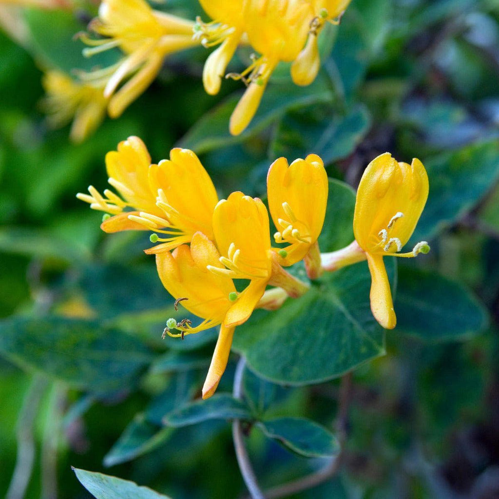 Gold Geißblatt - ackerbaum