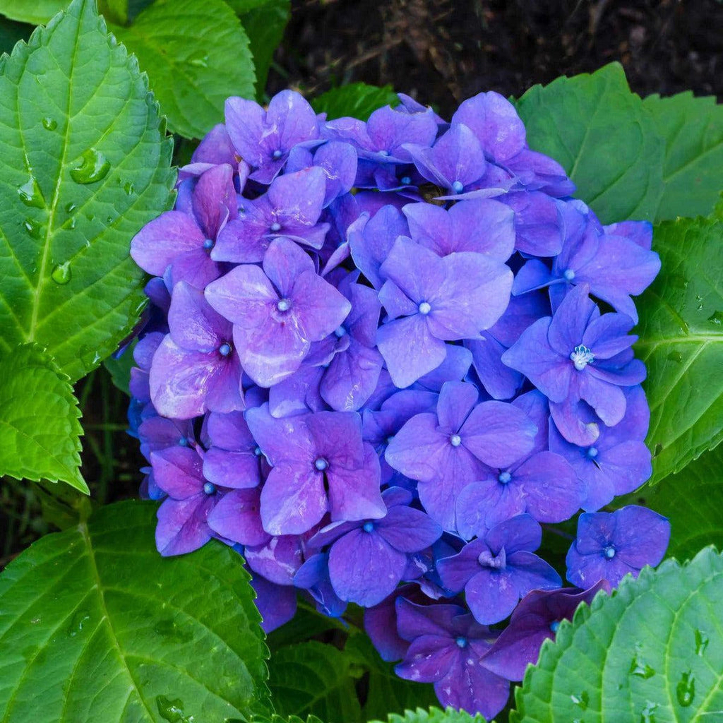 Hortensie - Blue Ball - ackerbaum