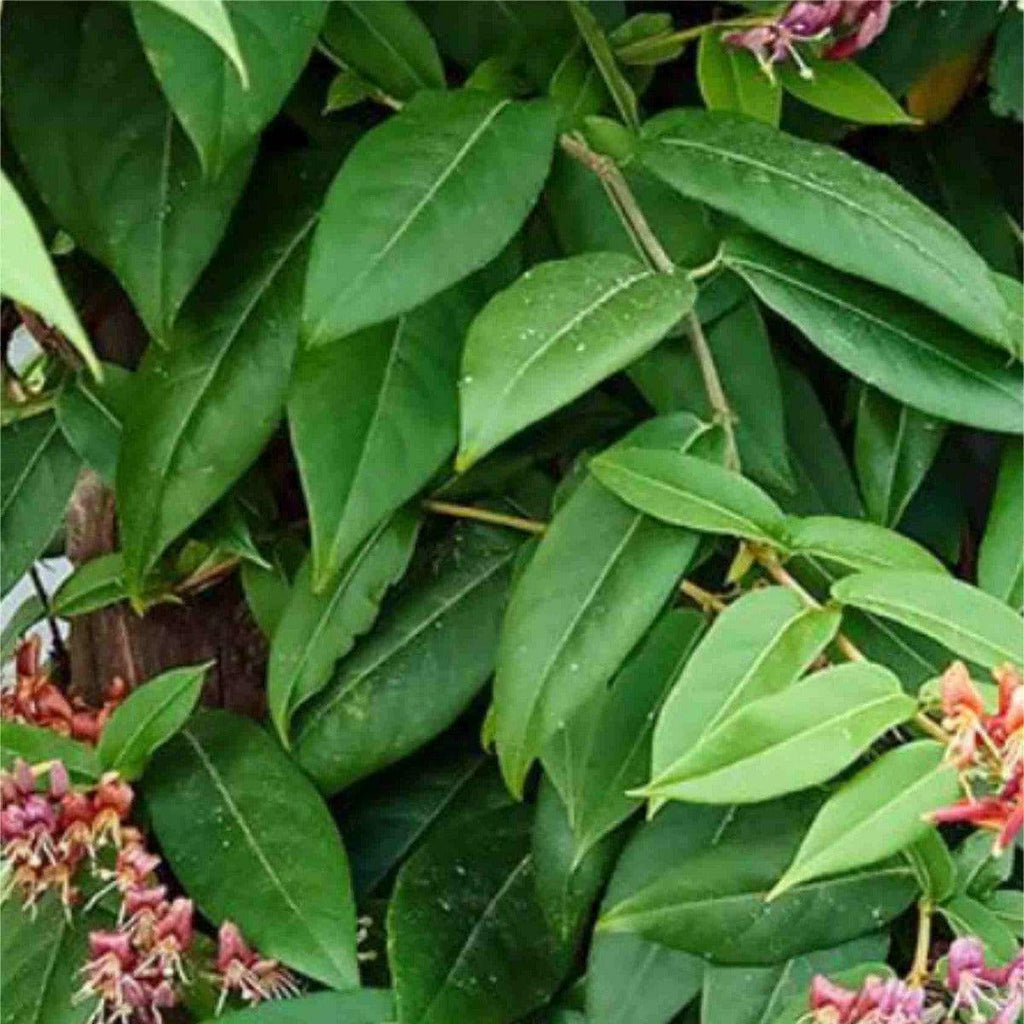 Immergrünes Geißblatt - ackerbaum