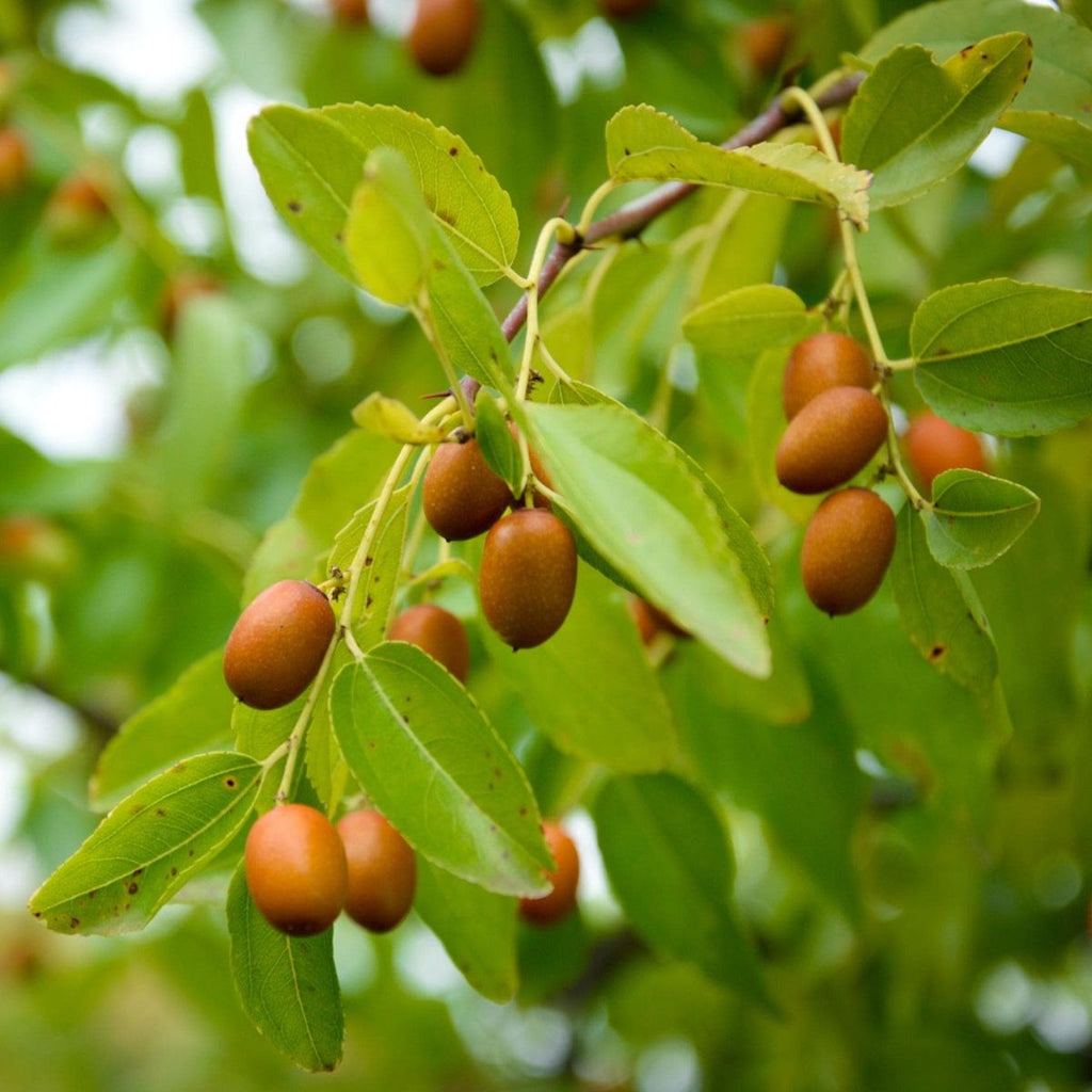 Bio Jujube Baum - ackerbaum