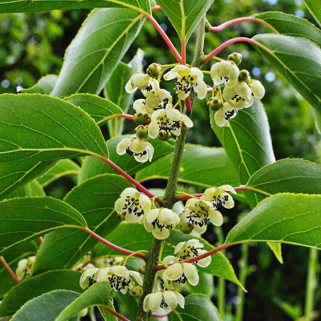 Kiwibeerenpflanze - männliche Befruchtersorte Weiki - ackerbaum