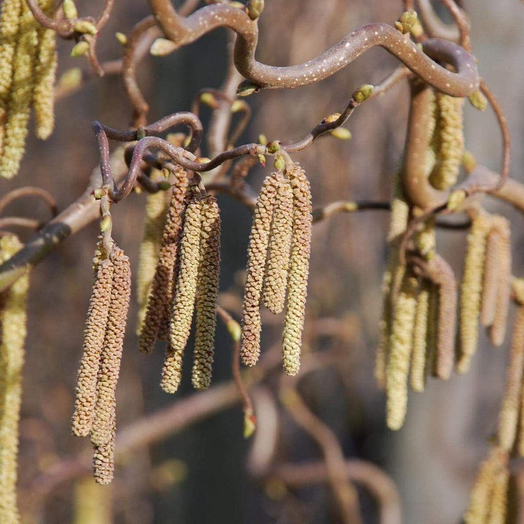 Korkenzieherhasel - Contorta - ackerbaum