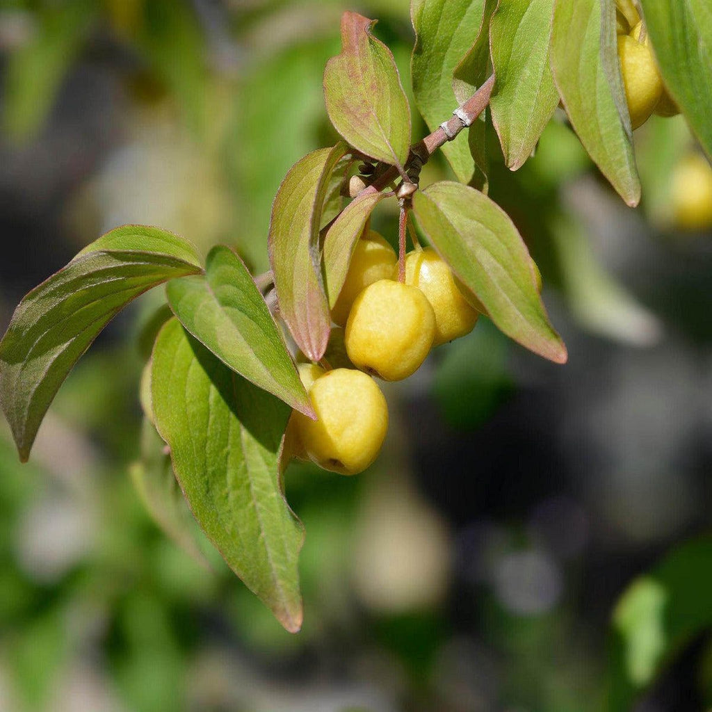 Bio Kornelkirsche - Niezsyji - ackerbaum