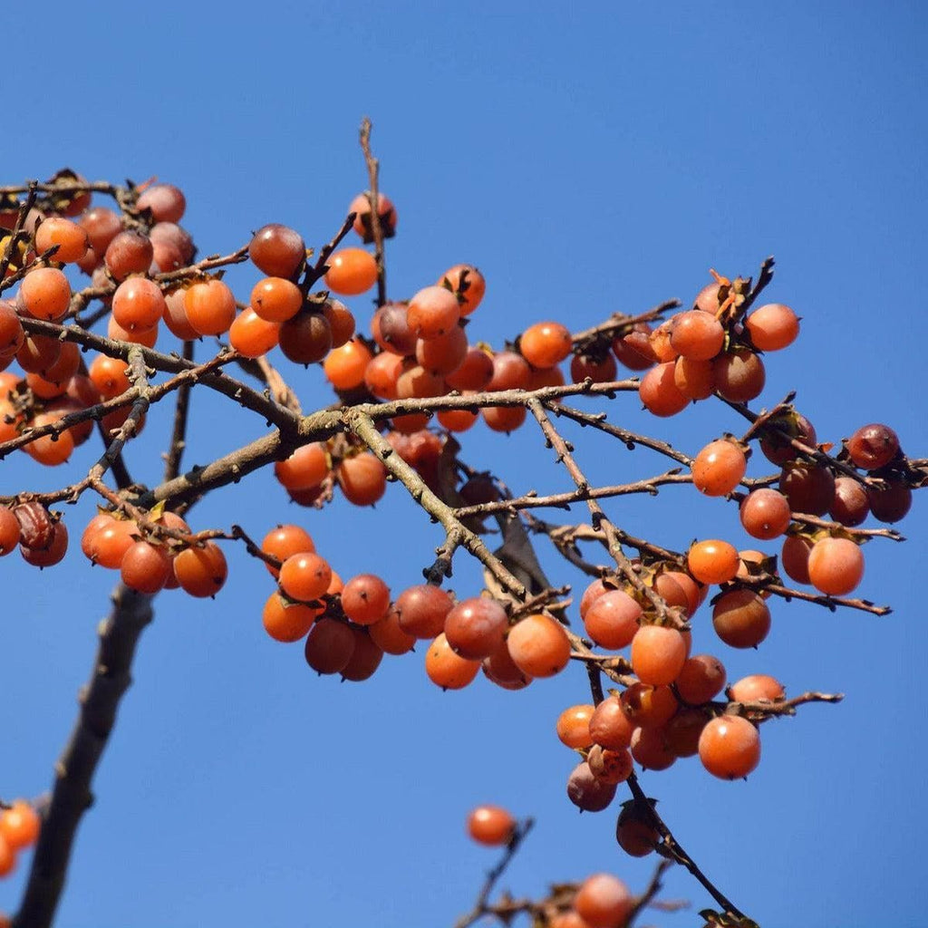 Lotuspflaumenbaum - Browny - ackerbaum