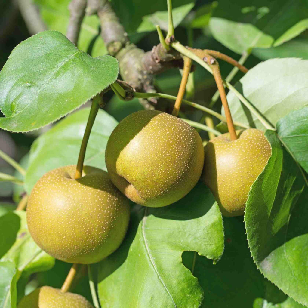 Bio Nashi-Baum - Nijiseiki - ackerbaum