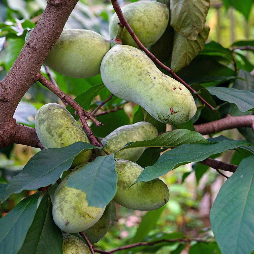 Pawpaw Baum - Allegheny - ackerbaum