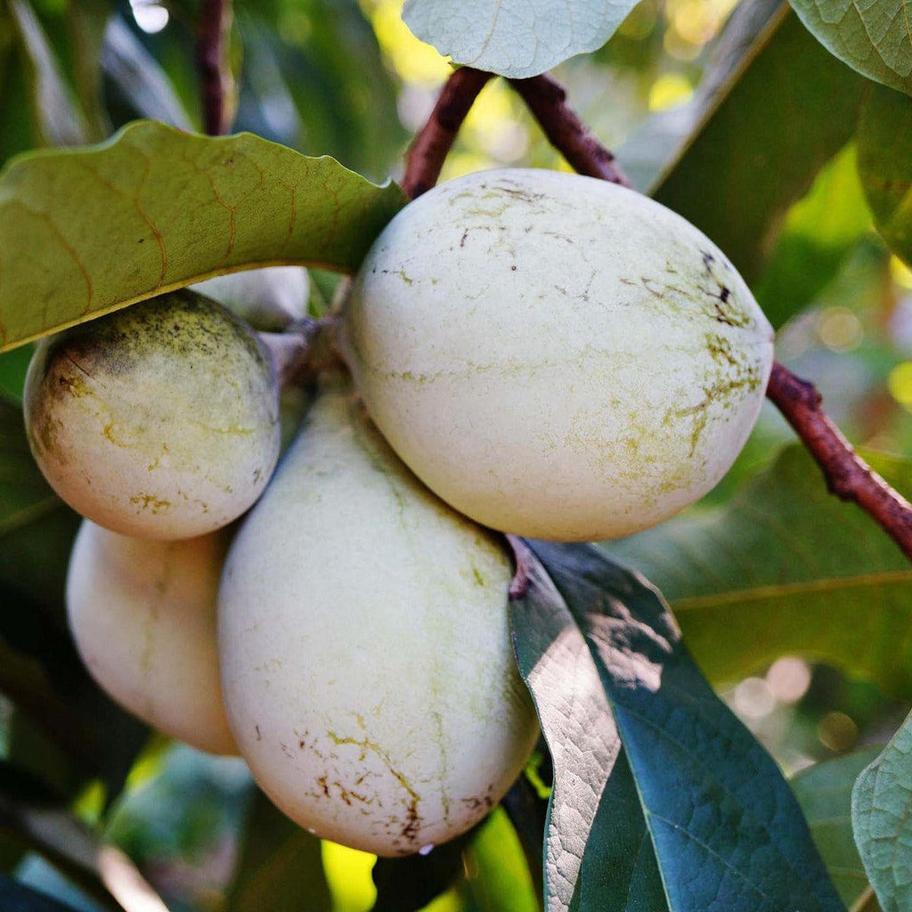 Pawpaw Baum - Susquehanna - ackerbaum