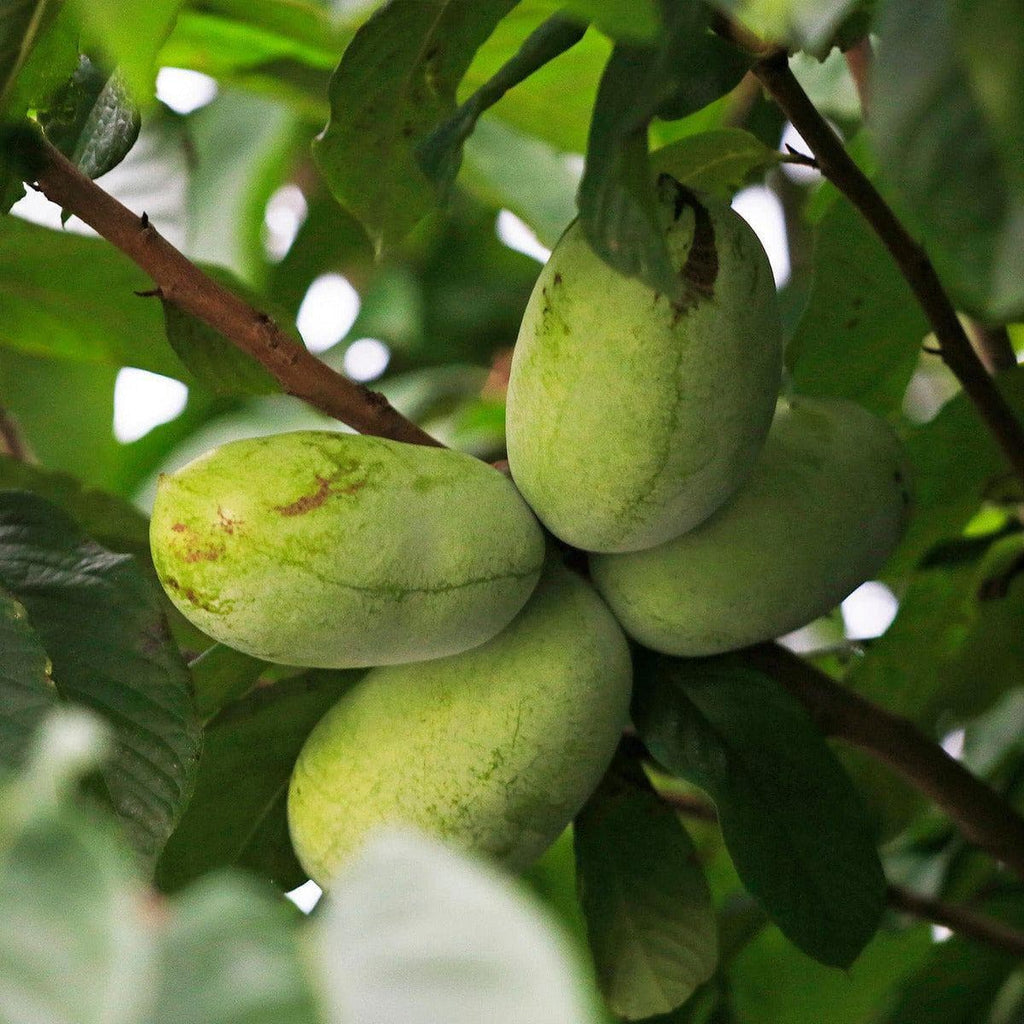 Pawpaw Baum - Taylor - ackerbaum