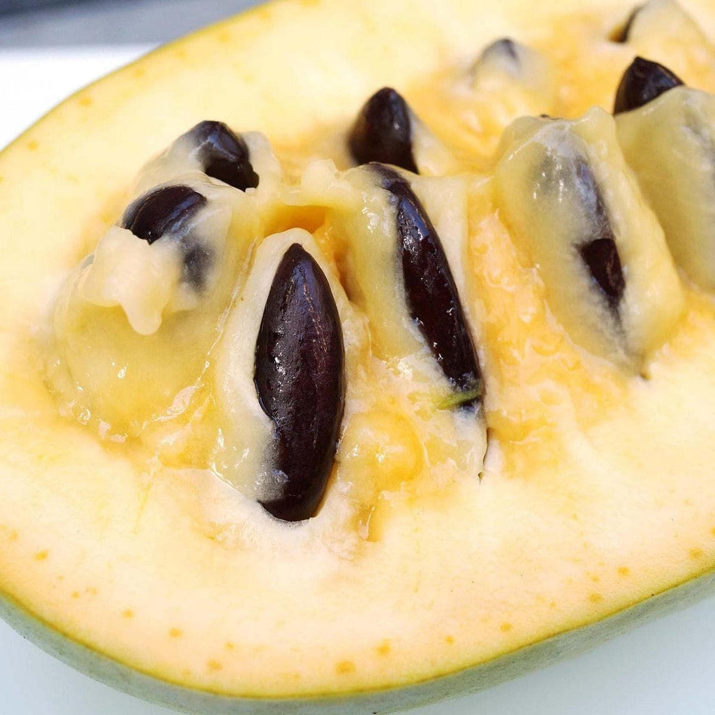 Pawpaw Baum - Tropical Treat - ackerbaum