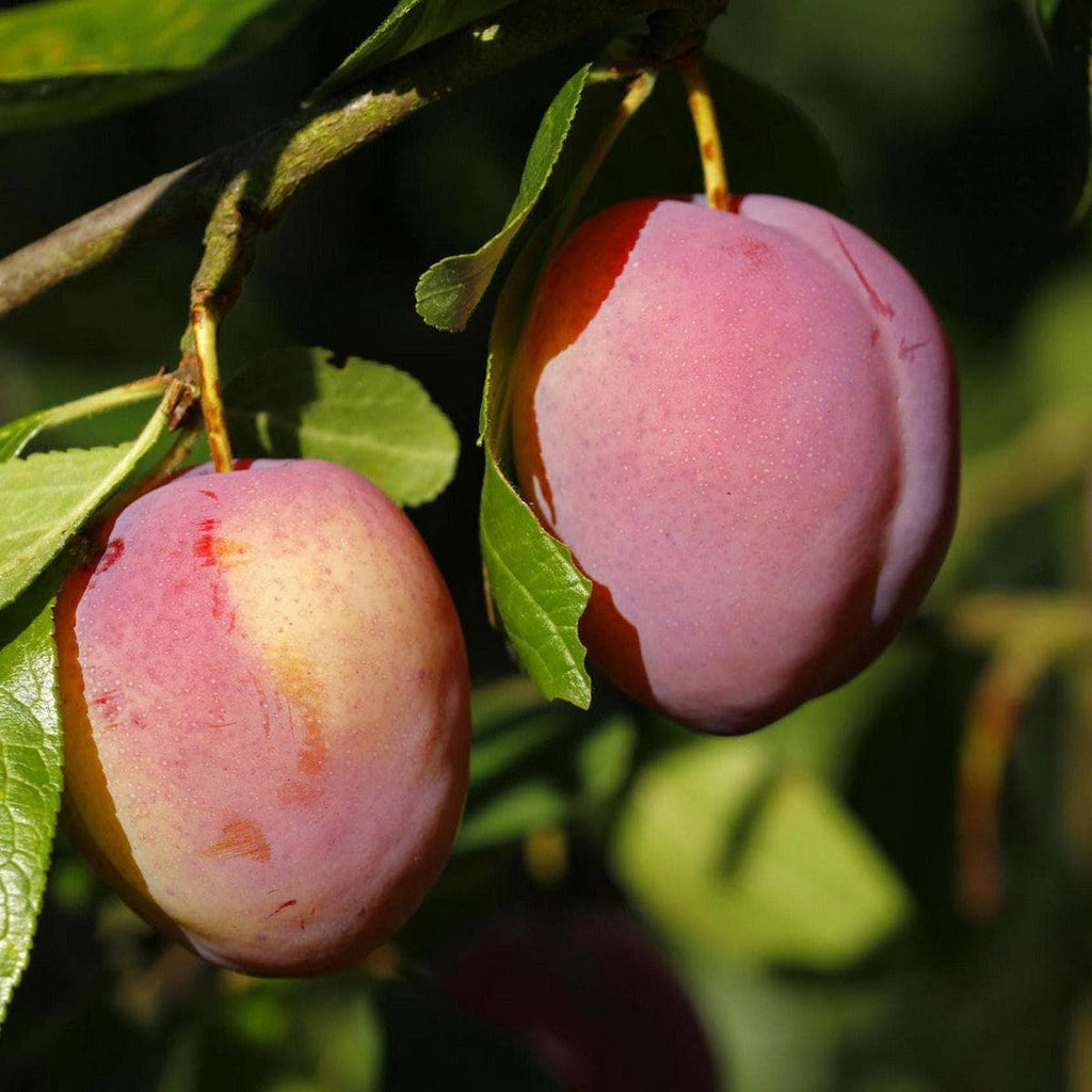 Bio Pflaumenbaum - Königin Victoria - ackerbaum