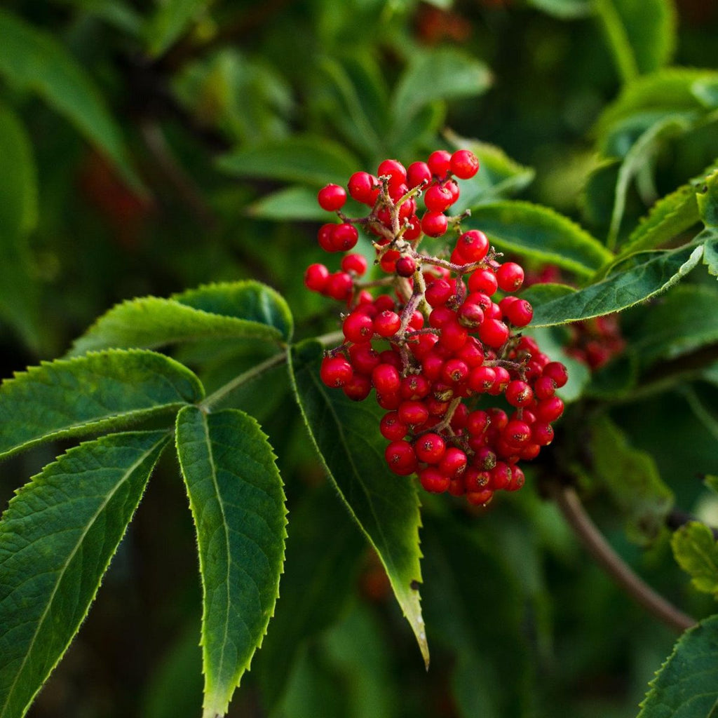 Roter Holunder - ackerbaum