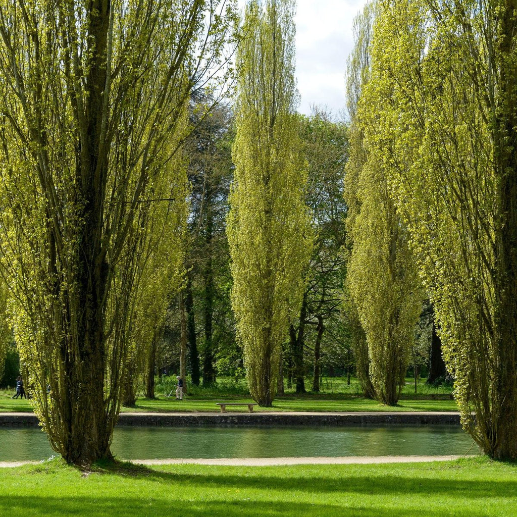 Säulen-Pappel - Italica - ackerbaum