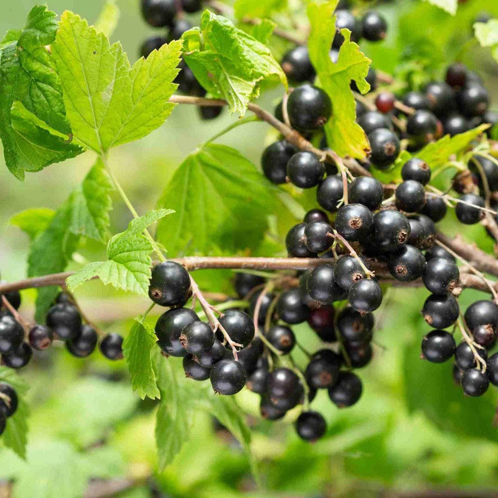 Schwarze Bio Johannisbeere - Rosenthals Langtraubige - ackerbaum