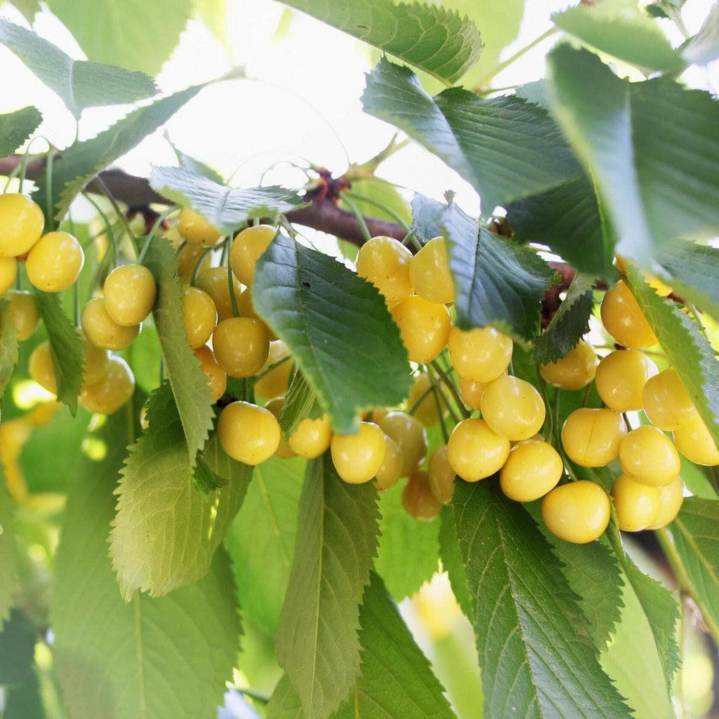 Bio Süßkirschbaum - Dönnissens Gelbe Knorpelkirsche - ackerbaum