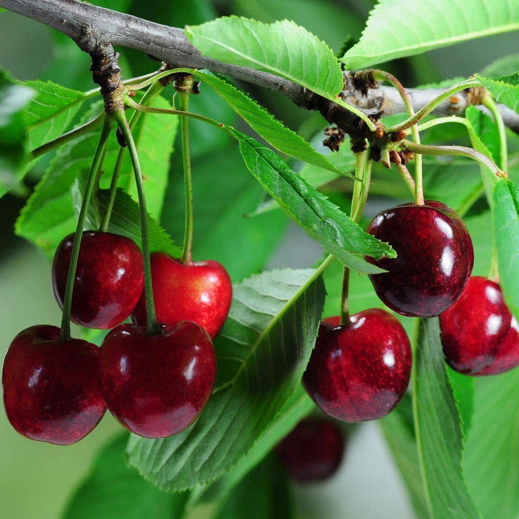 Bio Süßkirschbaum - Große Schwarze Knorpelkirsche - ackerbaum