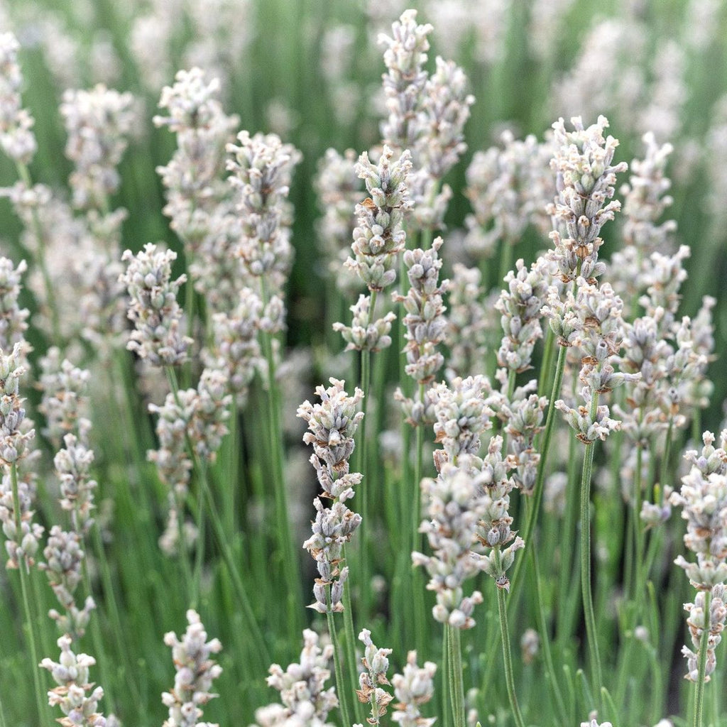 Weißer Lavendel - Alba - ackerbaum